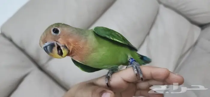 روج اليف جدا مناسب لصغار والكبار وما يعرف العض 2