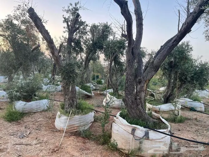 نجيل طببعي 13