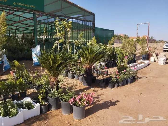 نجيل طببعي 30