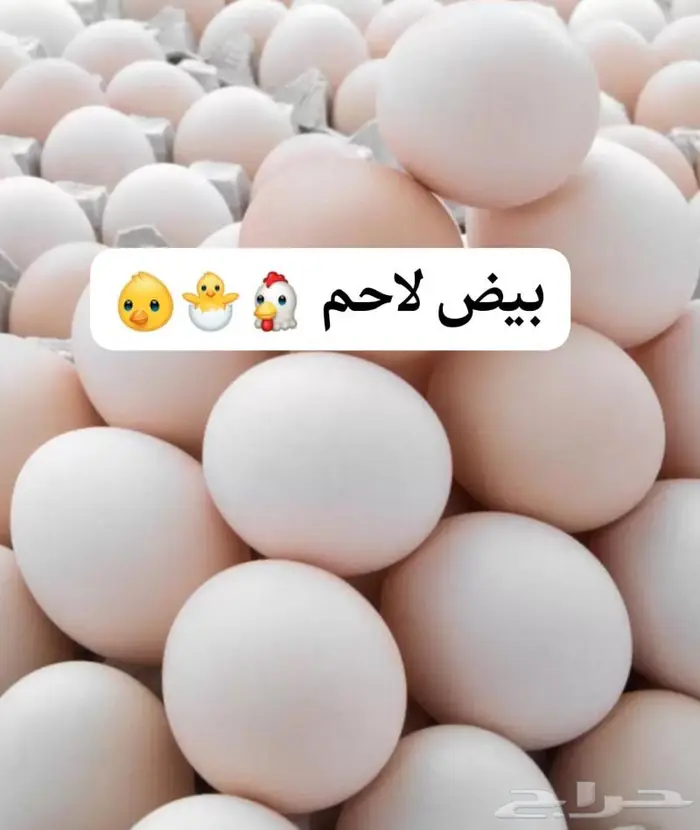 بيض لاحم روس 308 مخصب رقم 1 ورقم 2 0