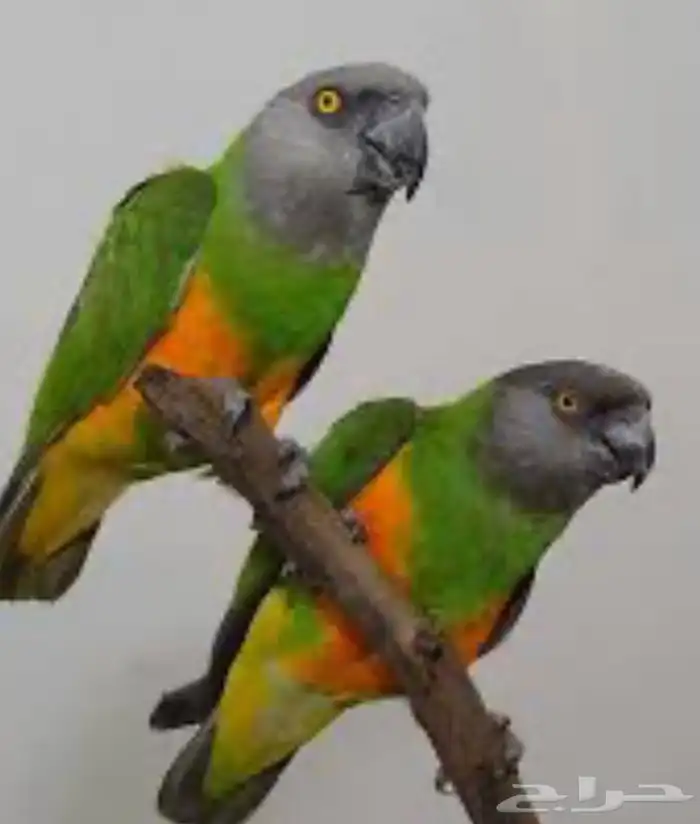 أزواج منتجه تصفيه عروووض 3