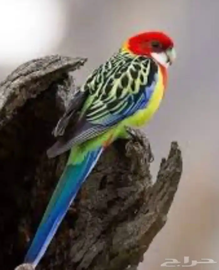 أزواج منتجه تصفيه عروووض 1