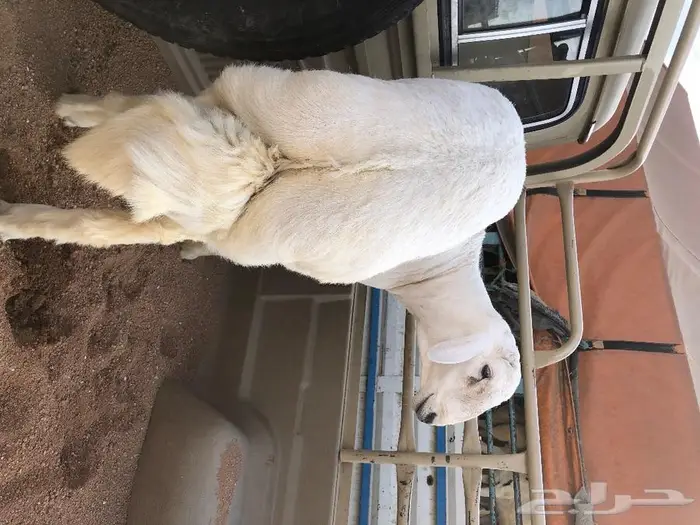 ذبايح على الطلب مناسبات او زواجات 0