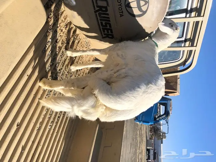 ذبايح على الطلب مناسبات او زواجات 1