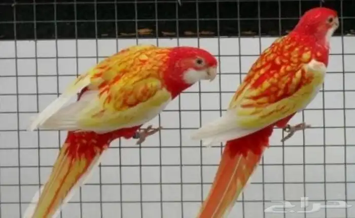 أزواج منتجه تصفيه عروووض 2