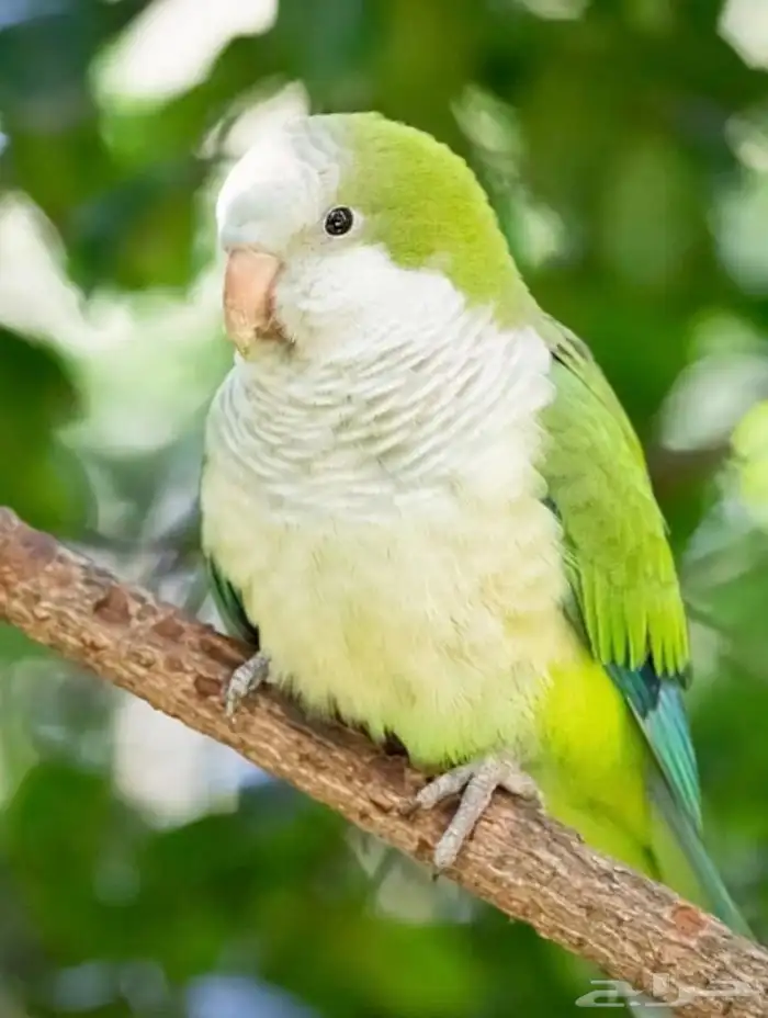 أزواج منتجه تصفيه عروووض 5