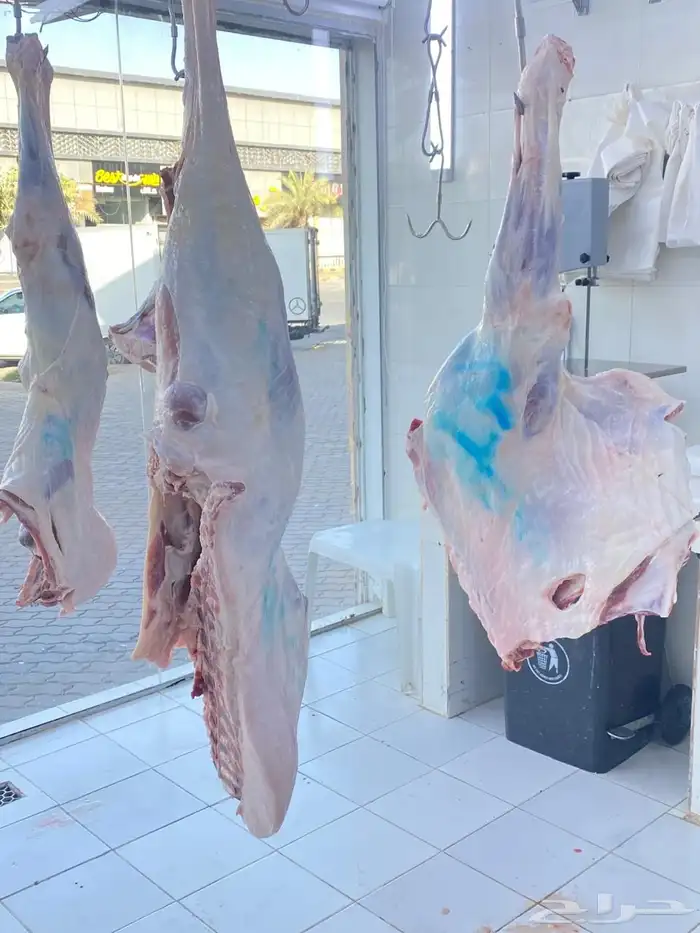 ملحمة نوادر الجزيرة للحوم الطازجة 62