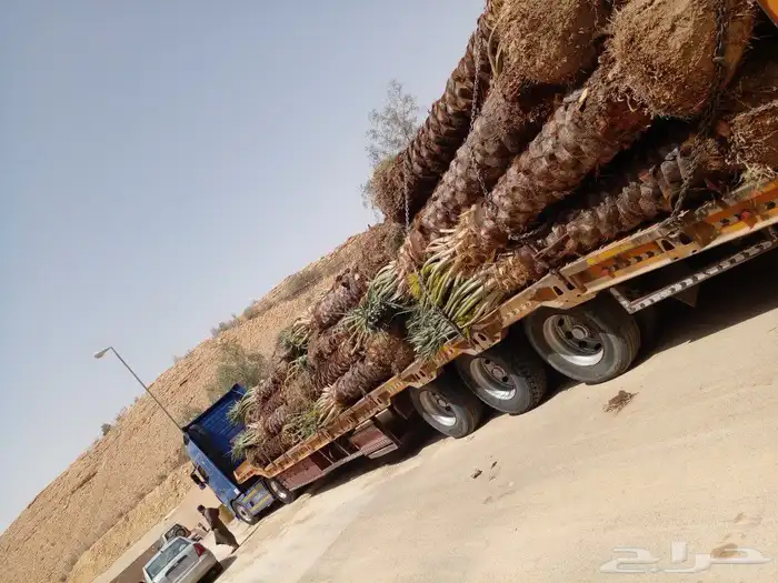 نوفر لك كل ماتحتاج من انواع النخيل ومن اجود المزراع 0