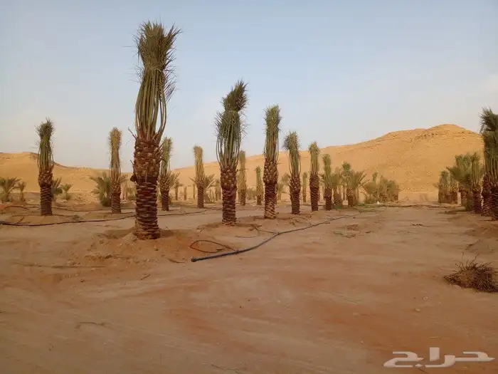 نوفر لك كل ماتحتاج من انواع النخيل ومن اجود المزراع 2
