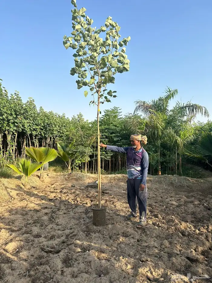 مشتل لبيع اشجار وشتلات الزينة للكميات 11