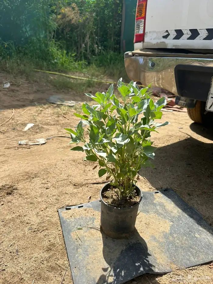 مشتل لبيع اشجار وشتلات الزينة للكميات 9