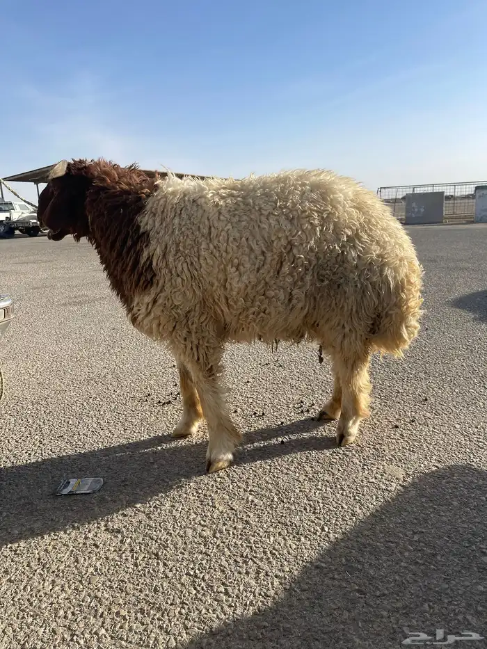 ذبايح حري ونعيمي وتيوس 8