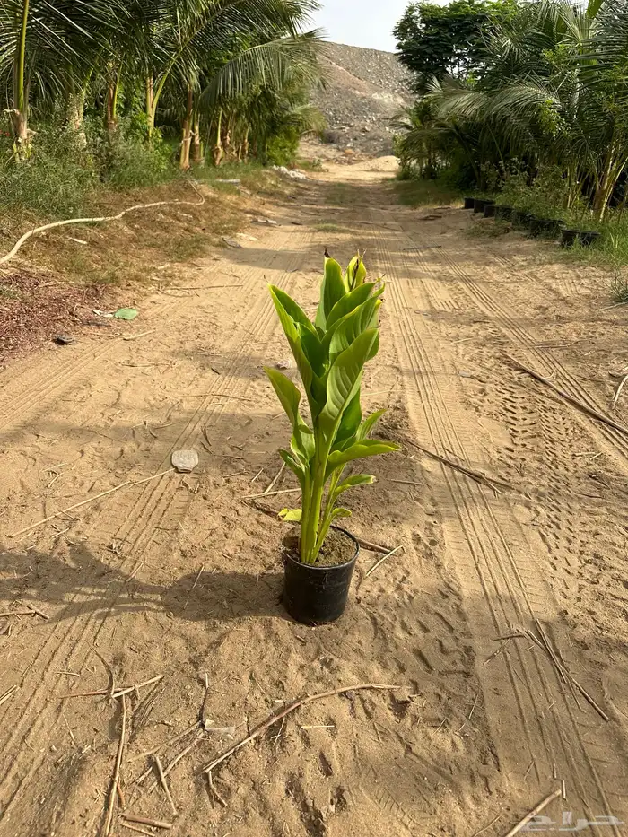 مشتل لبيع اشجار وشتلات الزينة للكميات 7