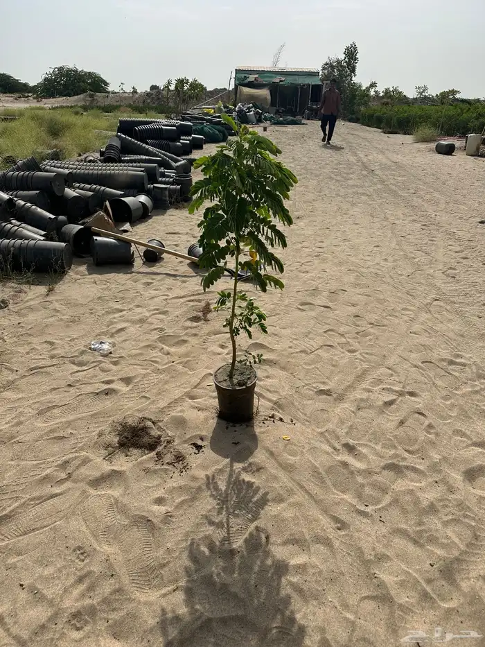 مشتل لبيع اشجار وشتلات الزينة للكميات 6