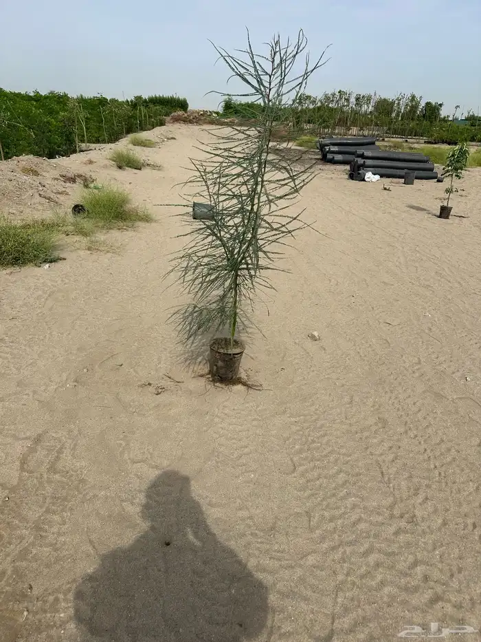 مشتل لبيع اشجار وشتلات الزينة للكميات 4