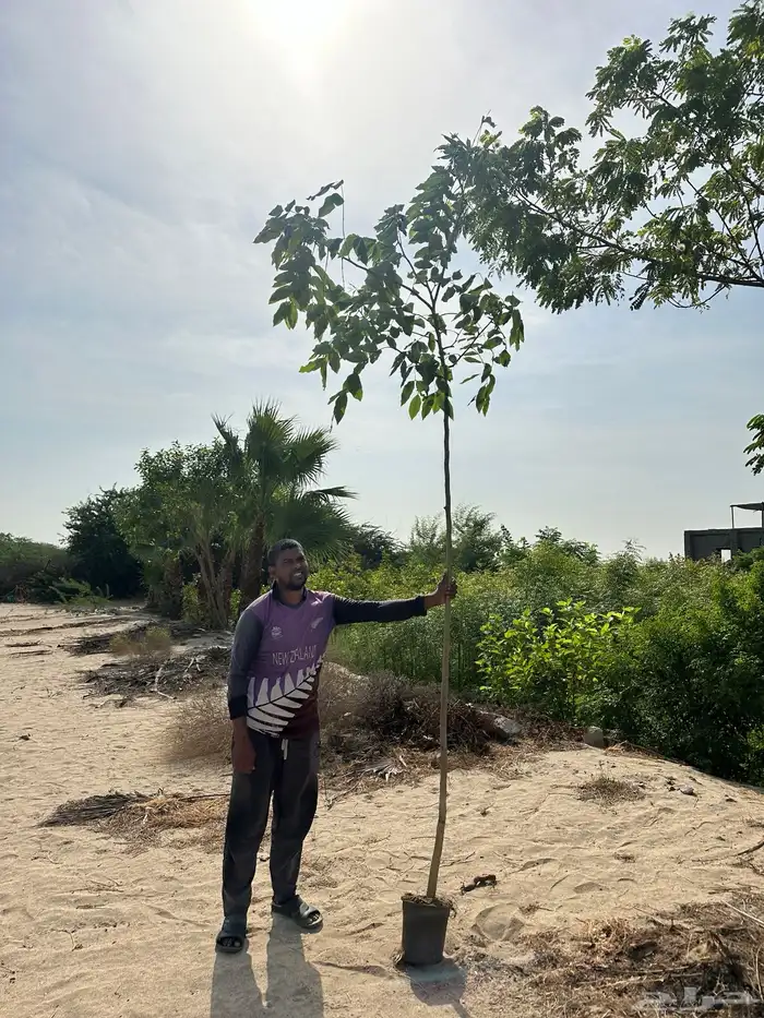 مشتل لبيع اشجار وشتلات الزينة للكميات 1