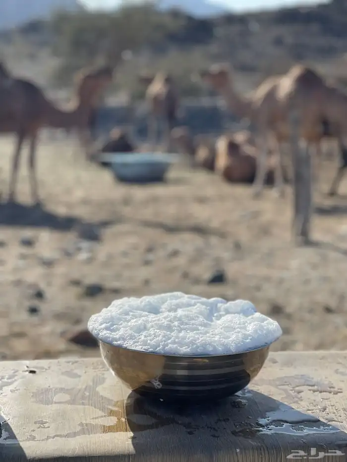 حليب نياق خلفات إبل طازج يوميا 1