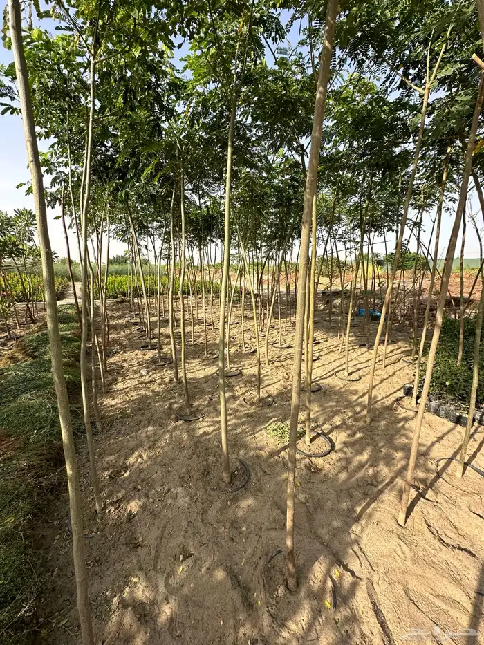 مشتل لبيع اشجار وشتلات الزينة للكميات 2