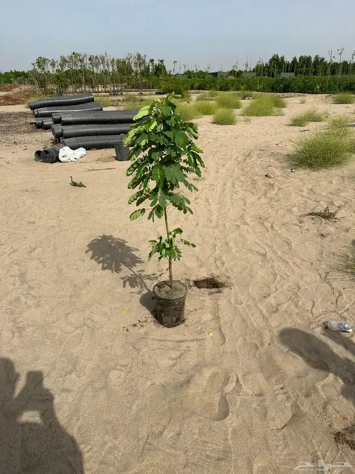 مشتل لبيع اشجار وشتلات الزينة للكميات 5