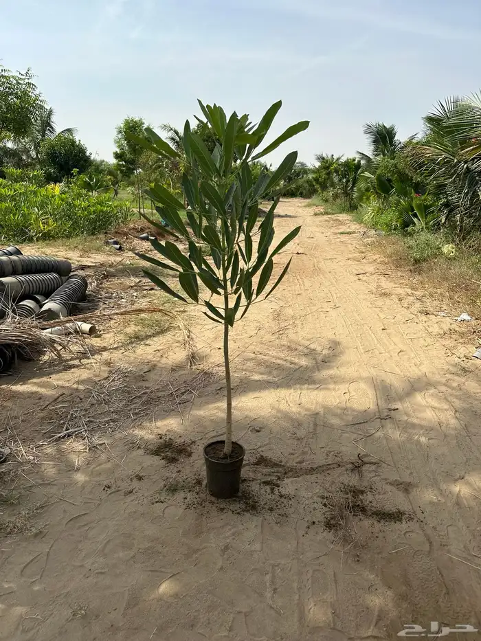 مشتل لبيع اشجار وشتلات الزينة للكميات 0