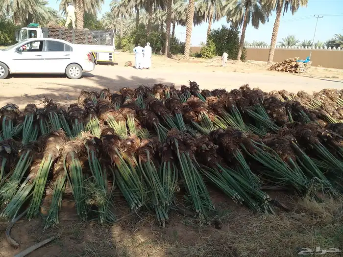 نوفر لك كل ماتحتاج من انواع النخيل ومن اجود المزراع 7