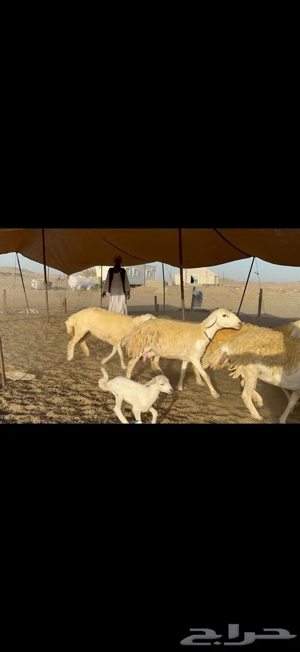 غنم رخال حرية حرش مقنوي وبره ملكيه 33 تحتها 2 18