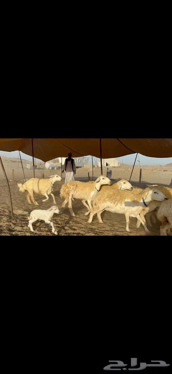 غنم رخال حرية حرش مقنوي وبره ملكيه 33 تحتها 2 17