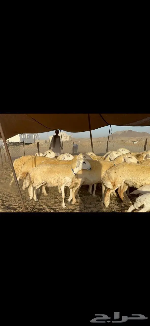 غنم رخال حرية حرش مقنوي وبره ملكيه 33 تحتها 2 19