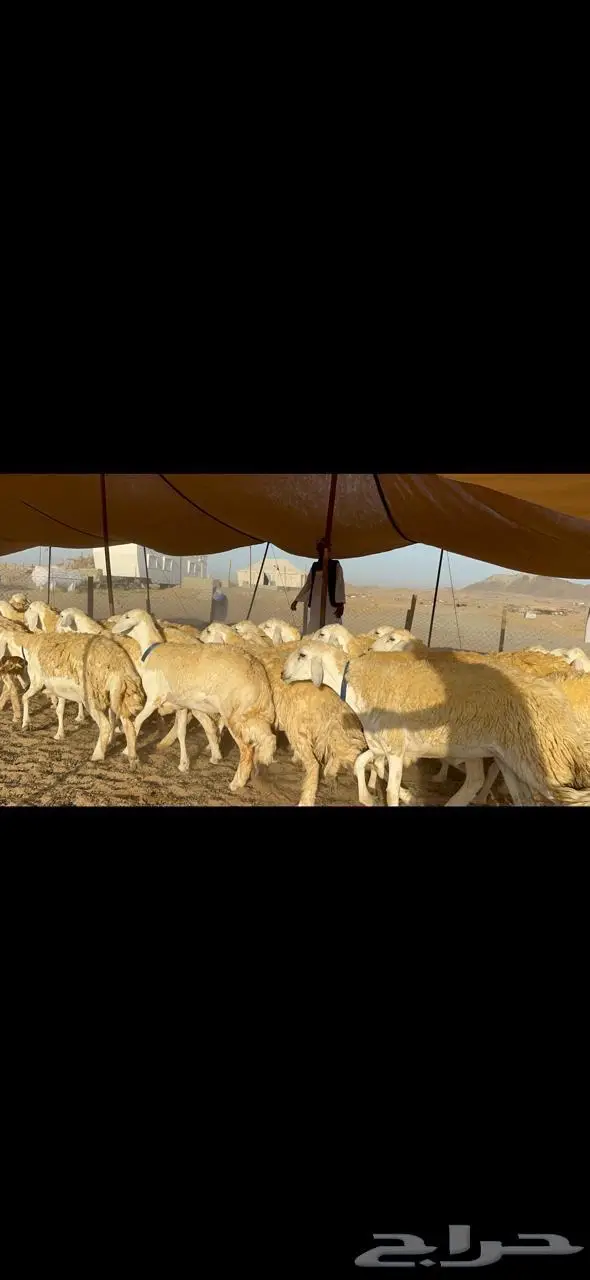 غنم رخال حرية حرش مقنوي وبره ملكيه 33 تحتها 2 0