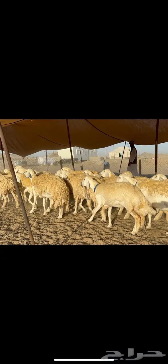 غنم رخال حرية حرش مقنوي وبره ملكيه 33 تحتها 2 6