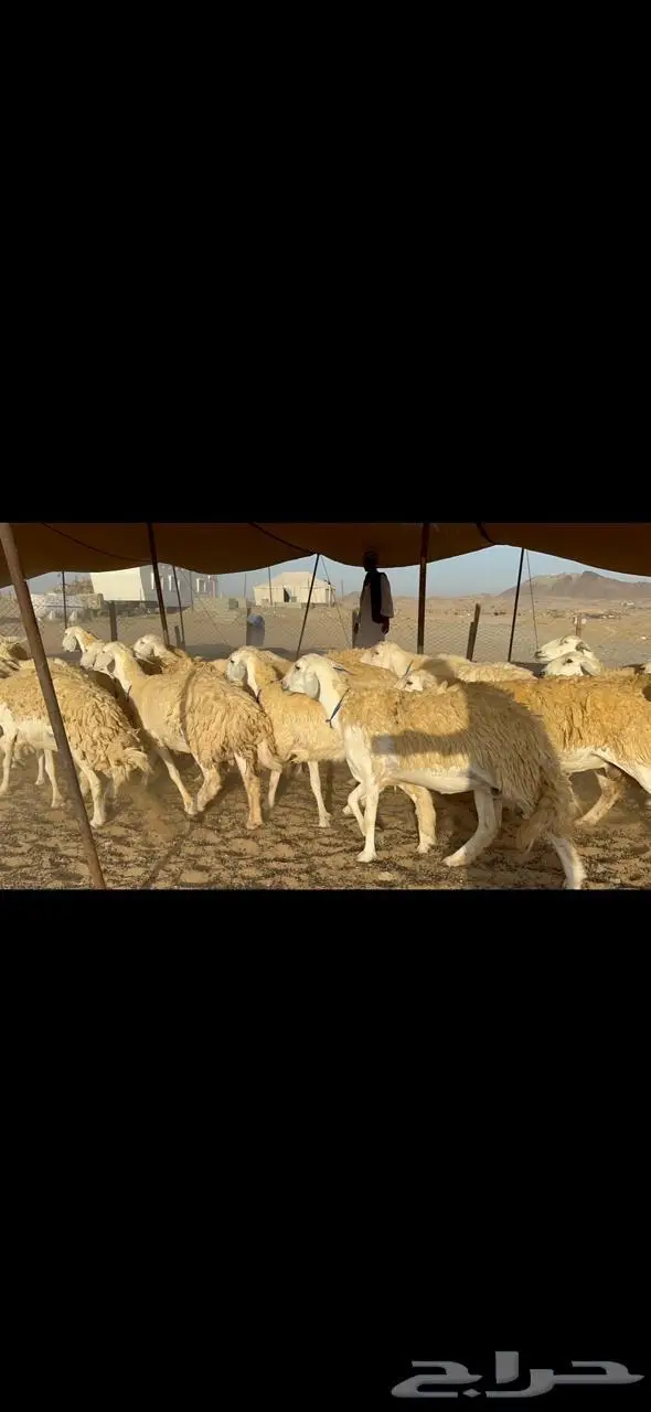 غنم رخال حرية حرش مقنوي وبره ملكيه 33 تحتها 2 14