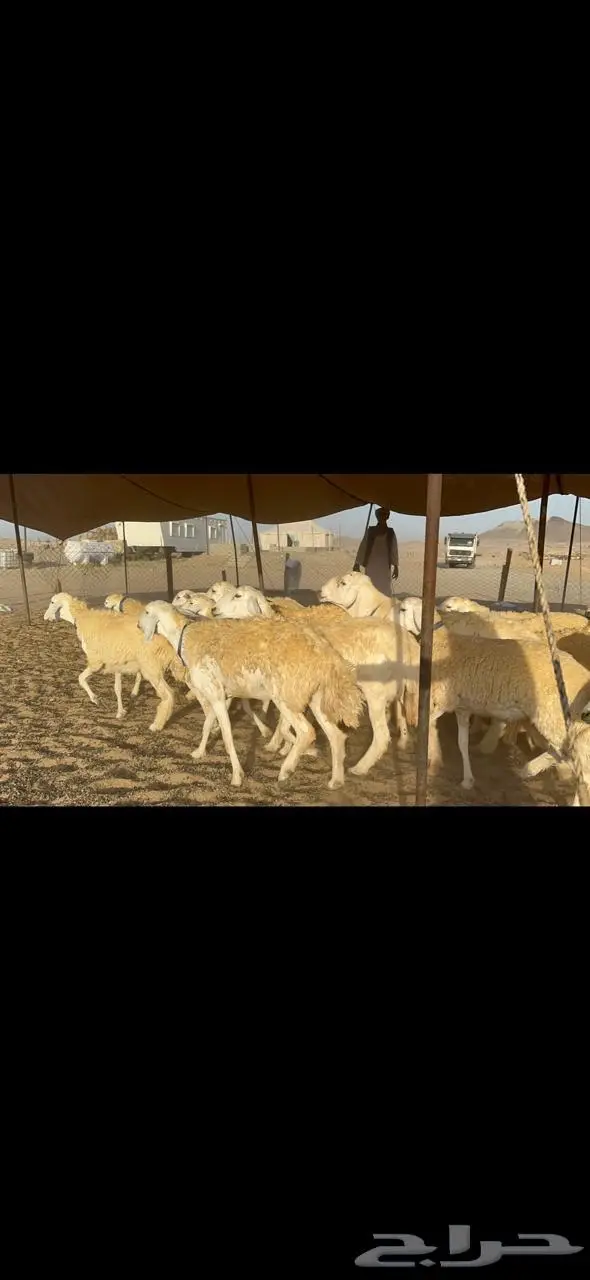 غنم رخال حرية حرش مقنوي وبره ملكيه 33 تحتها 2 15