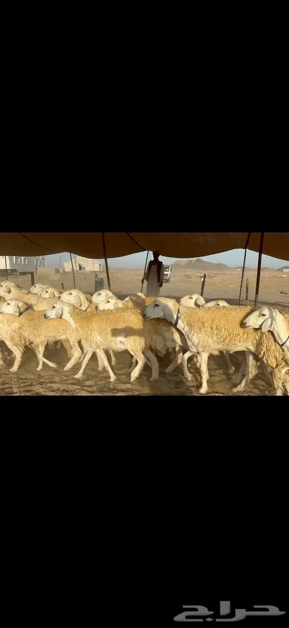 غنم رخال حرية حرش مقنوي وبره ملكيه 33 تحتها 2 11