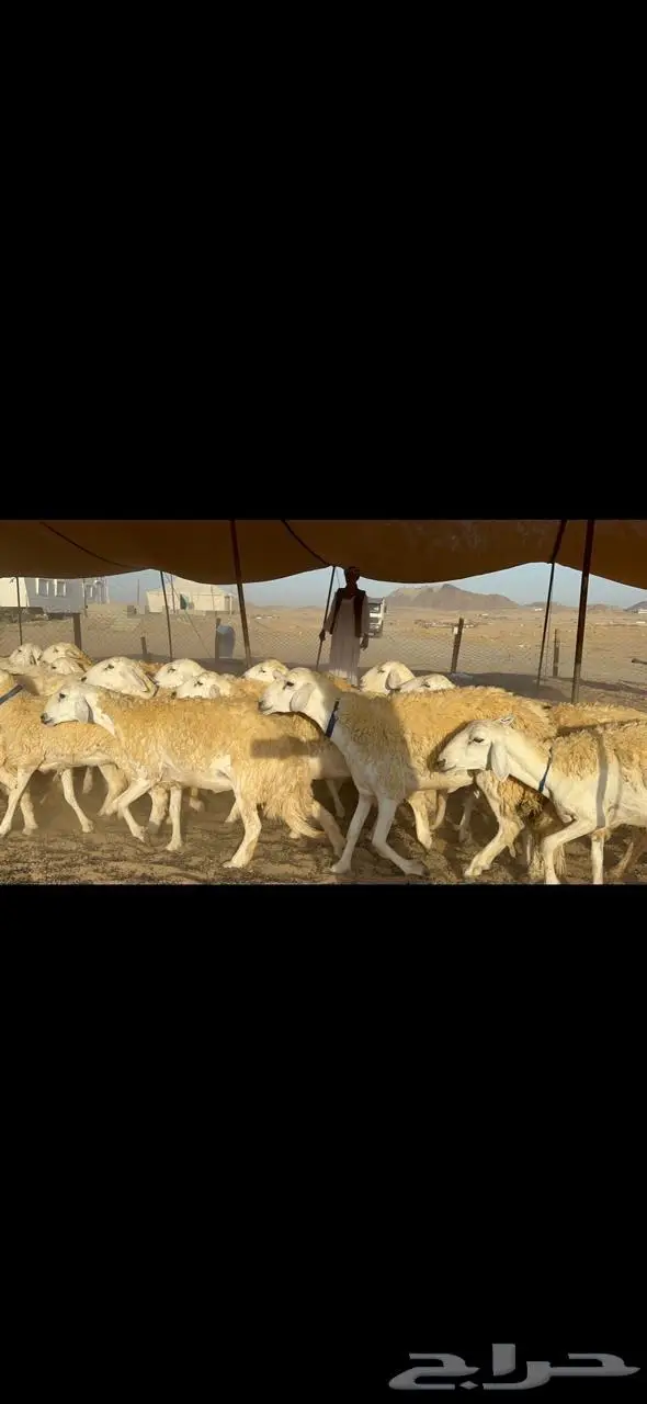 غنم رخال حرية حرش مقنوي وبره ملكيه 33 تحتها 2 12