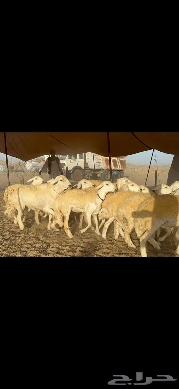 غنم رخال حرية حرش مقنوي وبره ملكيه 33 تحتها 2 16