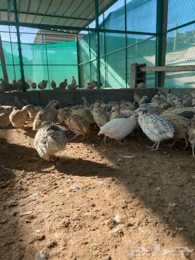 سمان سوبر جامبو حي مذبوح 2