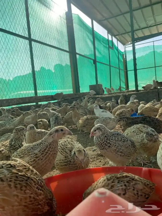 سمان سوبر جامبو حي مذبوح 3