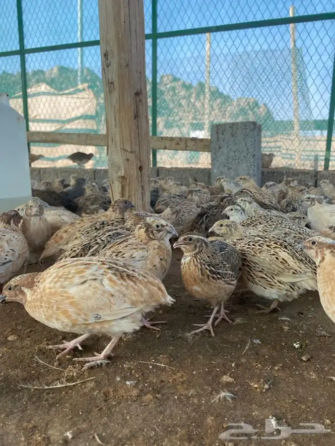 سمان سوبر جامبو حي مذبوح 1