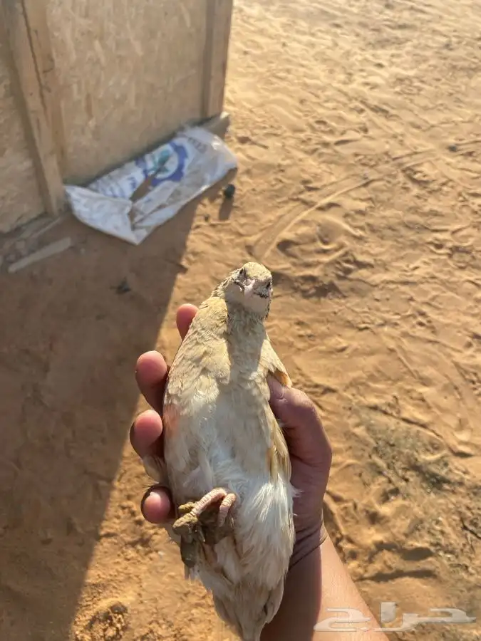 سمان سوبر جامبو حي مذبوح 0