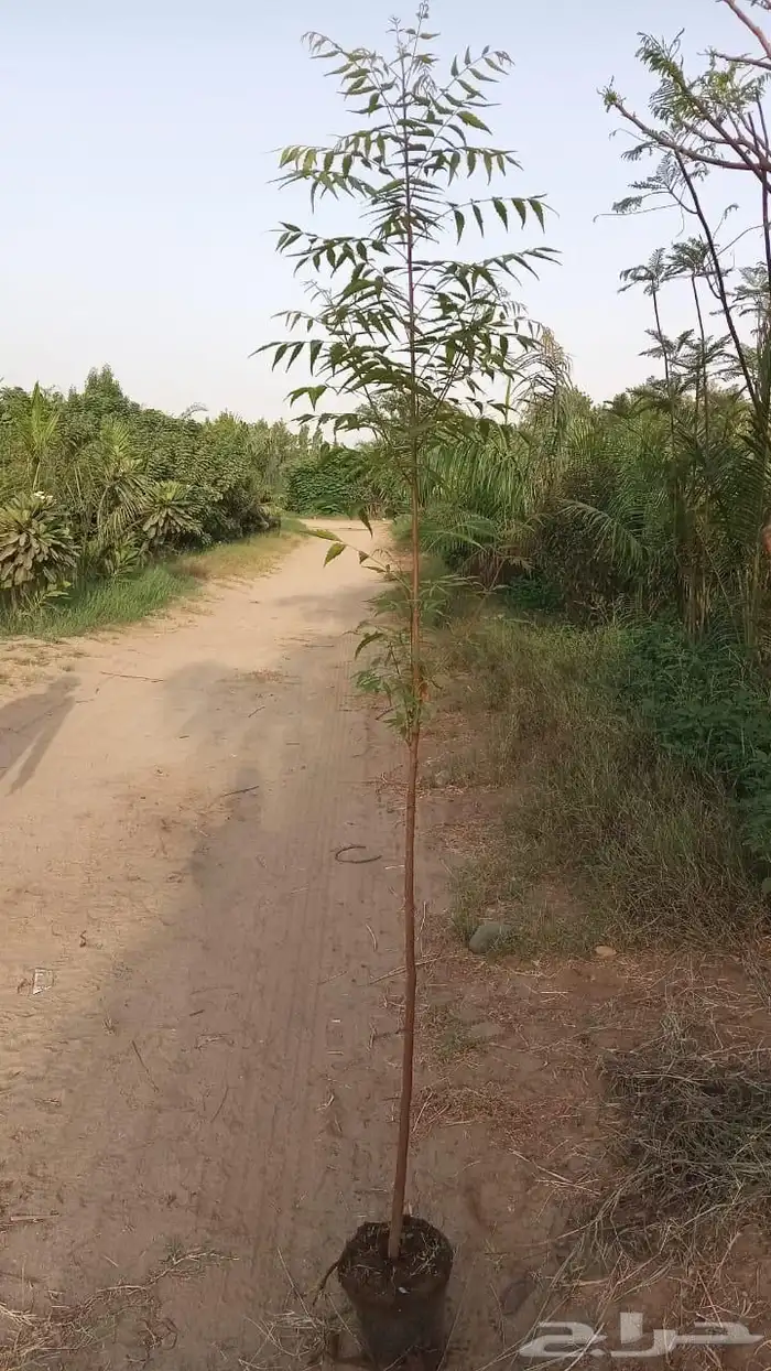 مشتل لبيع اشجار وشتلات الزينة للكميات 3