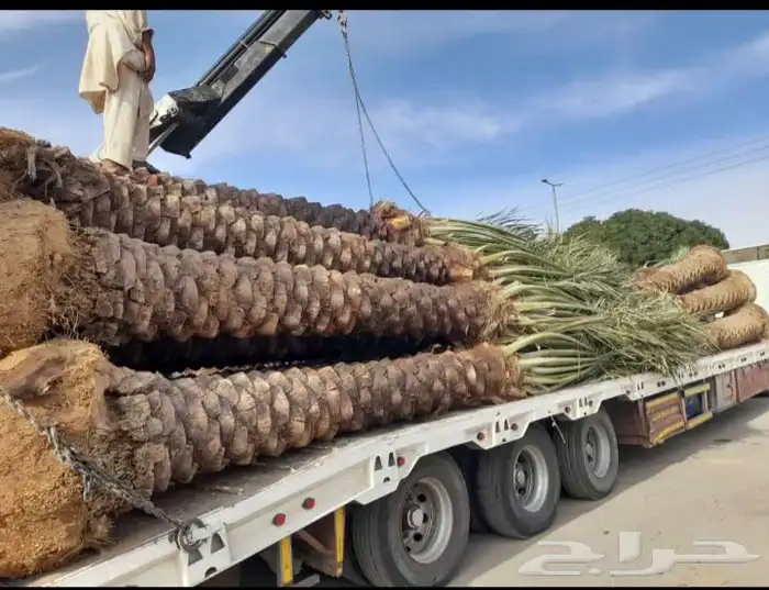 نوفر لك كل ماتحتاج من انواع النخيل ومن اجود المزراع 4