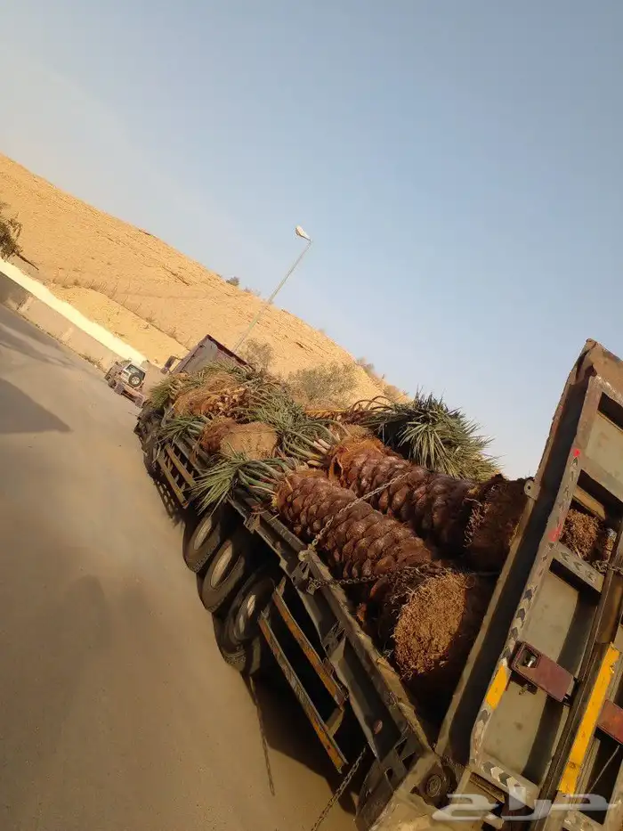 نوفر لك كل ماتحتاج من انواع النخيل ومن اجود المزراع 1