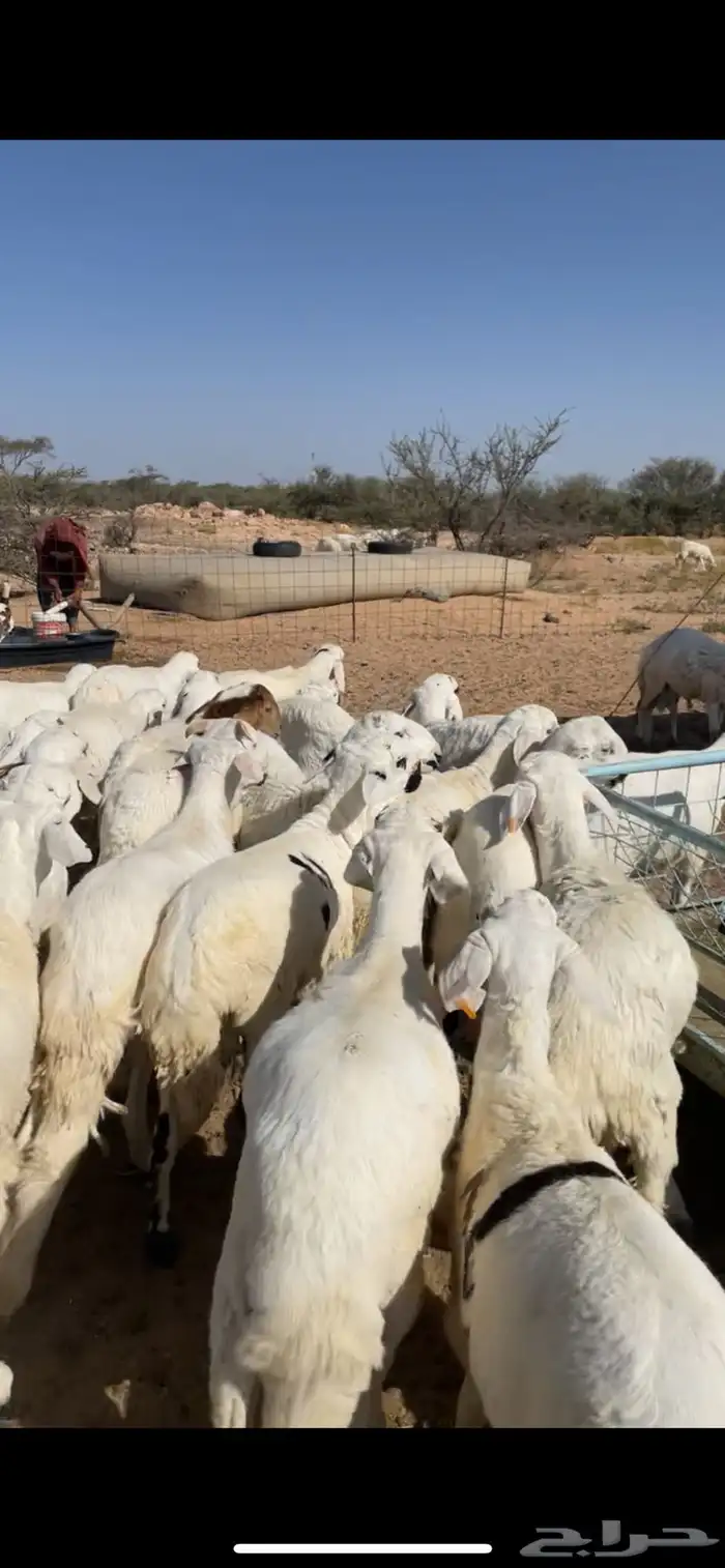 سواكن ابيض فل شحم 1