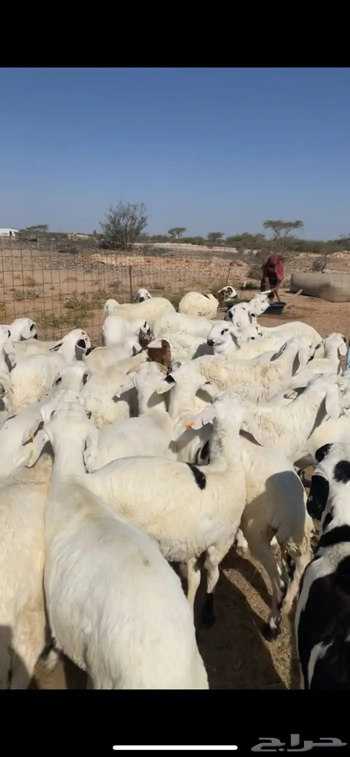 سواكن ابيض فل شحم 0