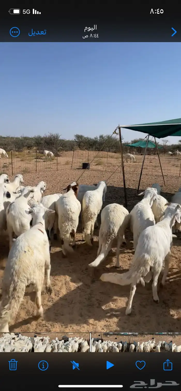 سواكن ابيض فل شحم 2