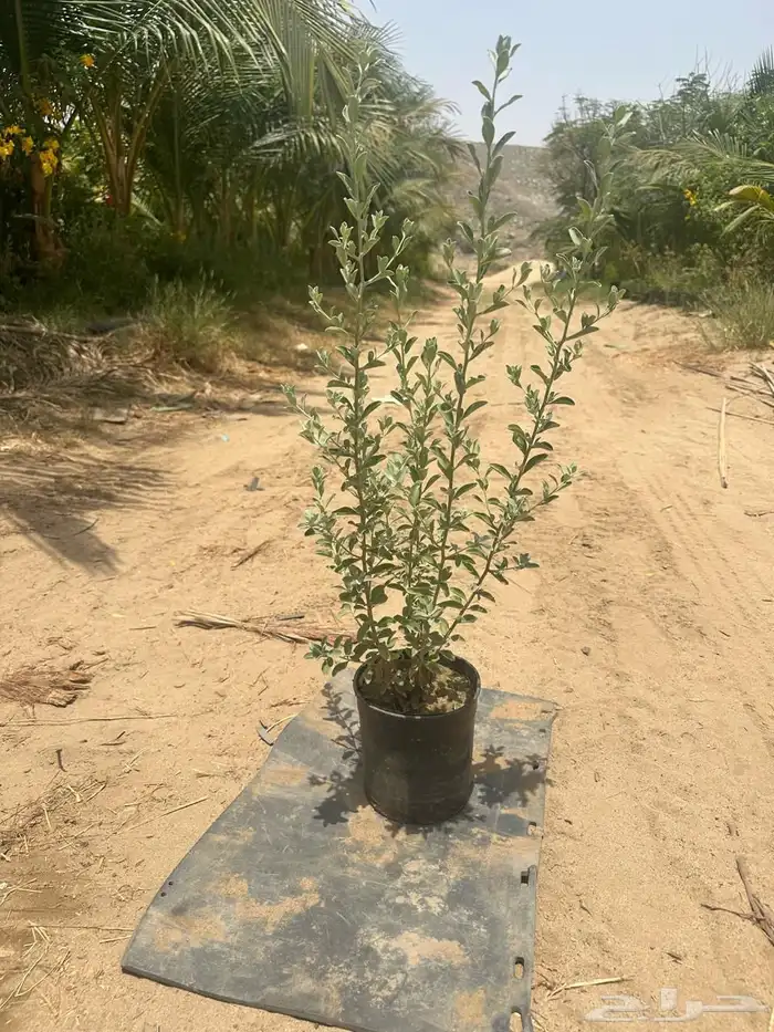 مشتل لبيع اشجار وشتلات الزينة للكميات 10