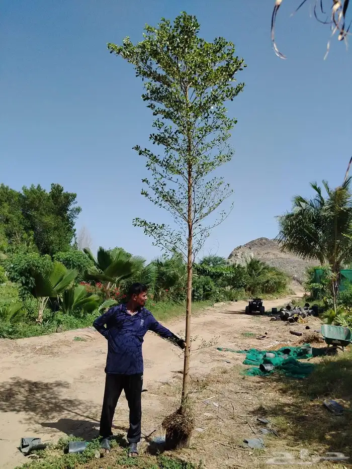 مشتل لبيع اشجار وشتلات الزينة للكميات 8