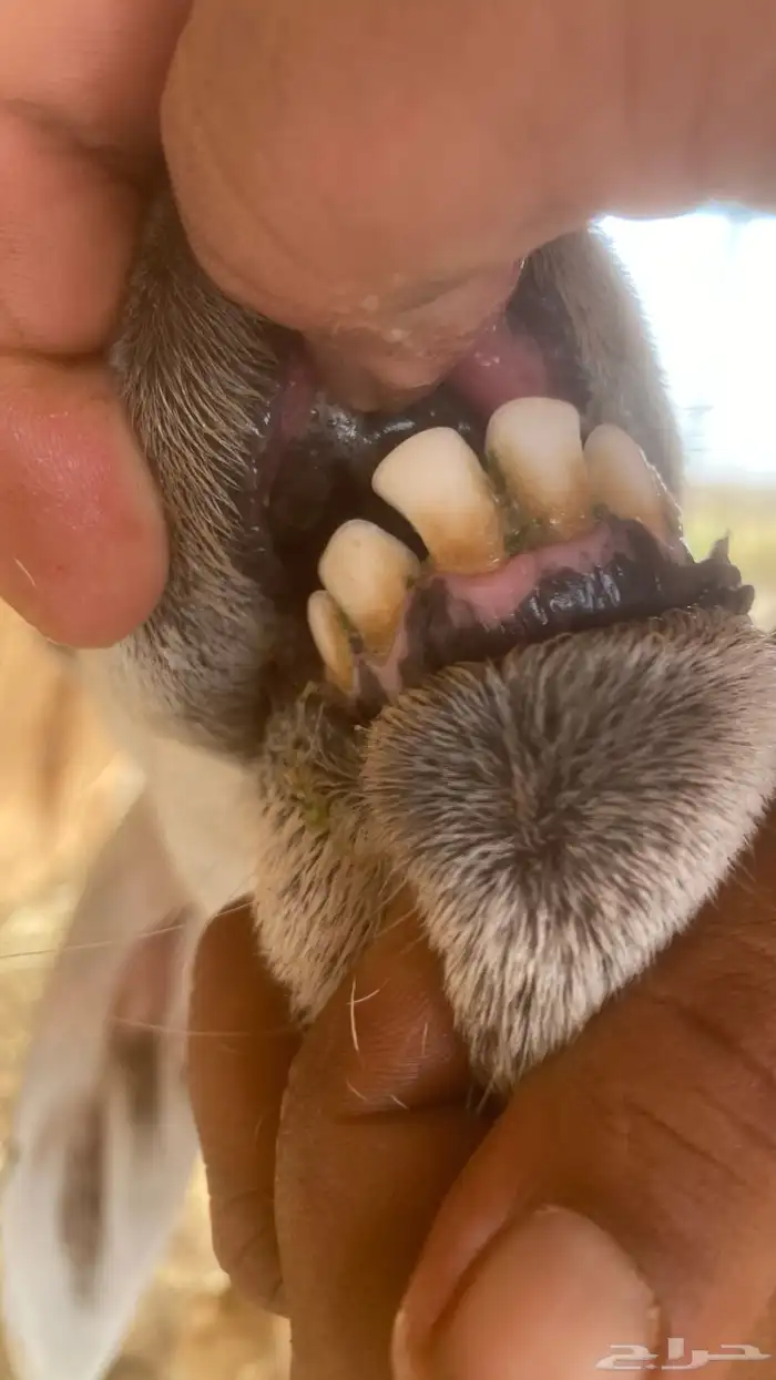 ضان حرية صنف الصنف مقاريب على وشك ولاد تم البيع تم البيع 7