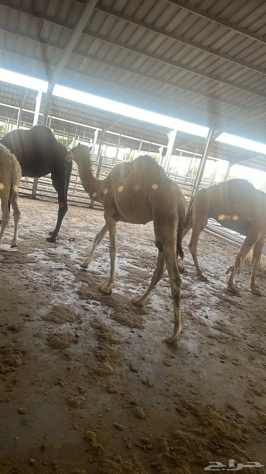 فقار حاشي عرض صغير حوار ب 3400 مع الطبخ 18