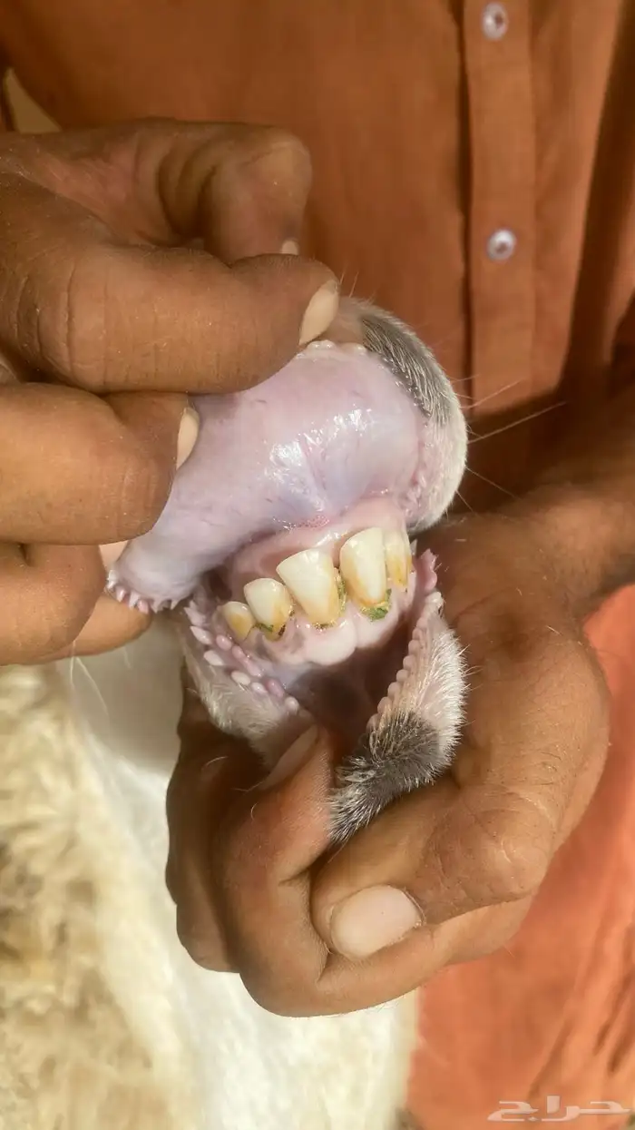 ضان حرية صنف الصنف مقاريب على وشك ولاد تم البيع تم البيع 6